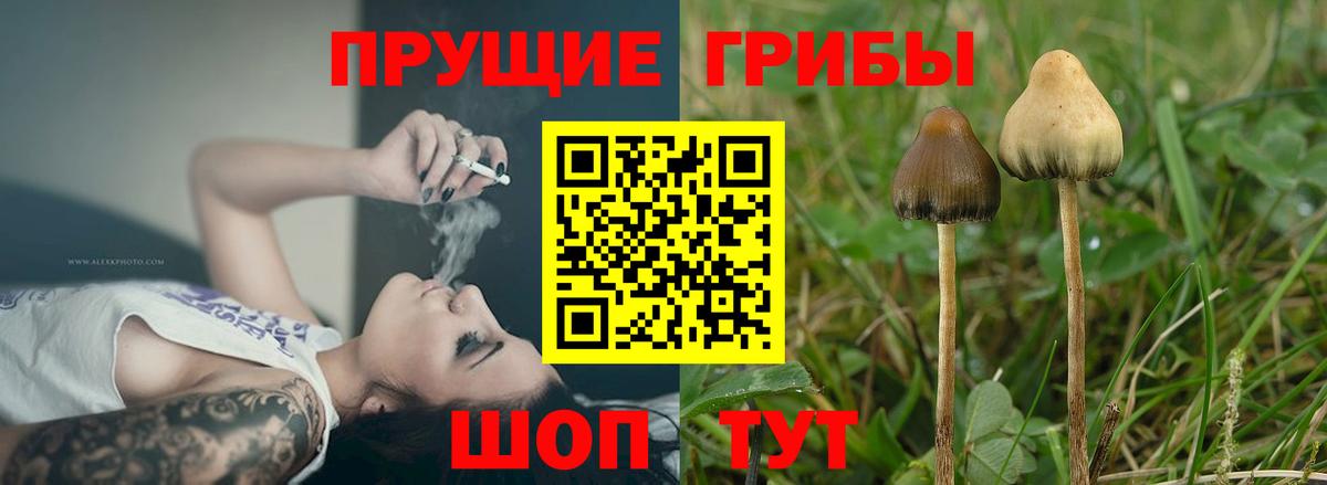 Галлюциногенные грибы GOLDEN TEACHER  Вход с VPN  где можно купить   Галлюциногенные грибы Psilocybe  Амурск 
